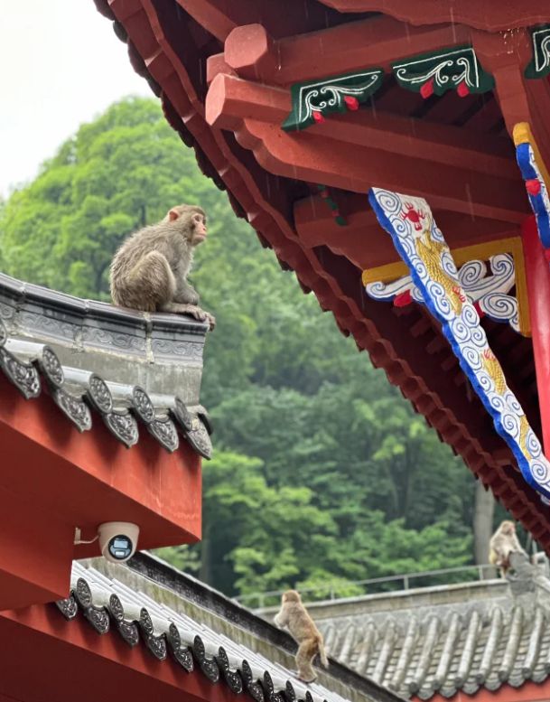 贵州跟团五日游热门线路推荐预算分析麻将胡了游戏贵州旅游攻略必去景点(图4)